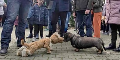 deux "chiens" se croisent dans un marc