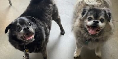 Twee oudere honden
