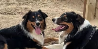 Deux chiens sosies