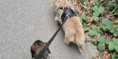 Deux chiens Teckels