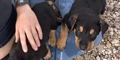 Zwei ausgesetzte Welpen