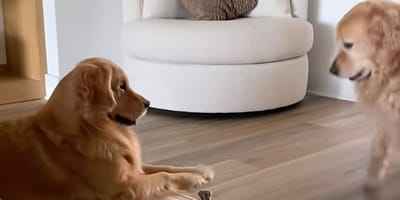 Deux Golden Retrievers