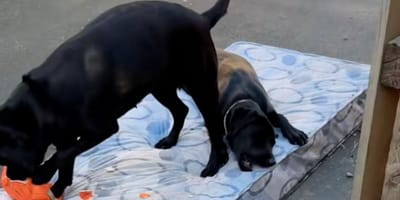 Deux Labradors