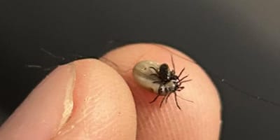 Two ticks mating