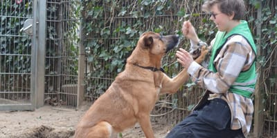 Dexx is klaar voor adoptie? Ben jij diegene die Dexx adopteert?