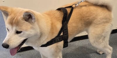 Deze hond houdt politie uren bezig rondom Zoetermeer