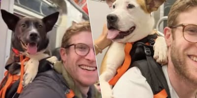 Deze man stopt honden in een rugzak in New York in de hoop dat ze geadopteerd worden