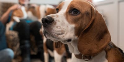 Deze voormalige laboratoriumbeagles worden klaargestoomd voor het echte hondenleven