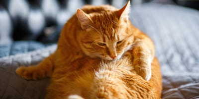 Dicke Katze putzt sich