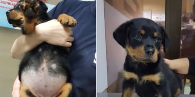 Barriga de cachorro hinchada