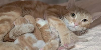 Die abgeschobene Katzenfamilie