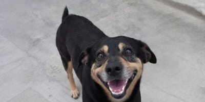 Der siebenjährige Hund Diego läuft 20 Kilometer hinter dem Rettungswagen seines Halters her.