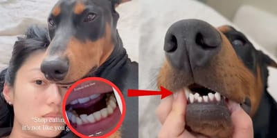 Dientes de perro igual que su dueña
