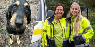Dierenambulance staat voor raadsel met vastgebonden hond aan vrachtwagen