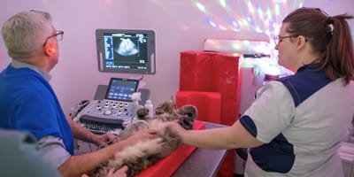 Dierenarts in Schiedam zet de discolichten aan tijdens behandeling