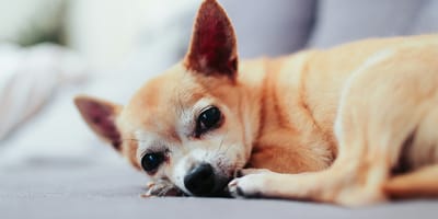 Dierenartsen waarschuwen voor de pijn bij kleine hondjes