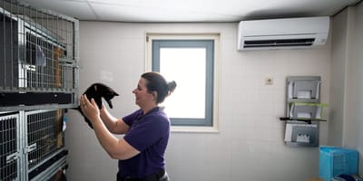 Dierenasiel in Zwolle gaat hitte te lijf met airco