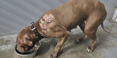 Dierenasiel laat verwaarloosde hond Emma inslapen