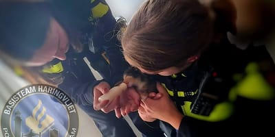 Dierenpolitie haalt drie moederpoezen en zeventien kittens uit woning op Goeree