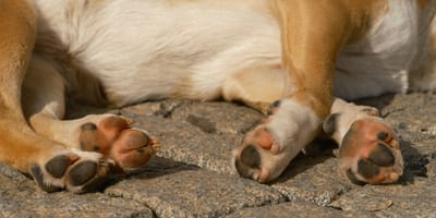 Dierenpolitie slaat alarm vanwege hoge asfalttemperatuur