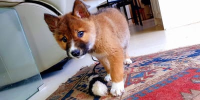 Encuentra un cachorro en el jardín el ADN desvela un secreto que nadie esperaba