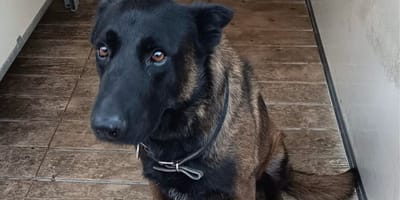 Dino, chien policier