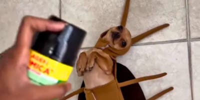 disfraz carnaval perro