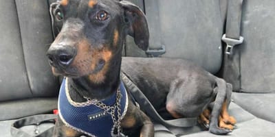 Diva, hond ter adoptie