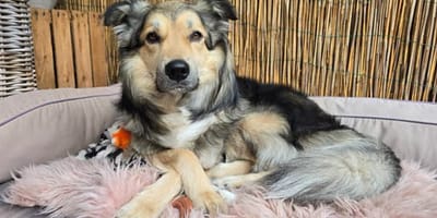Django, de hond uit Roemenië op zoek naar een nieuw thuis