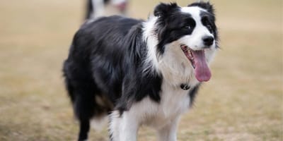 Do Border Collies shed: Border Collie standing on grass