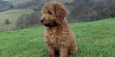 Do Cockapoo dogs shed: Cockapoo standing on grass