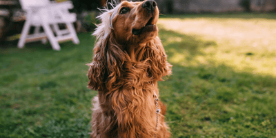 Do Cocker Spaniels bark a lot?: Cocker Spaniel at home with owner