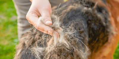 Do German Shepherd dogs shed: Owner grooming German Shepherd