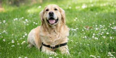 Do Golden Retrievers bark a lot: Golden Retriever in grass