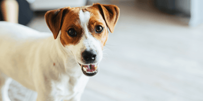Do Jack Russells shed: Jack Russell with owner