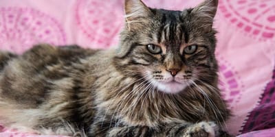 Do Maine Coon cats shed: Maine Coon cat