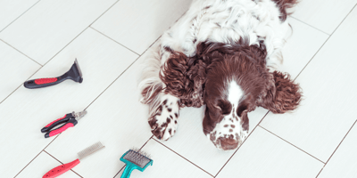 Do Springer Spaniels shed: Springer Spaniel