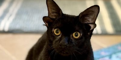 Dobby, le chat noir qui a 4 oreilles