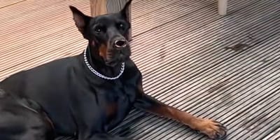 Dobermann und Schmetterling