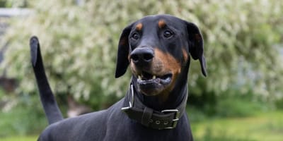 Dobermann Mexx