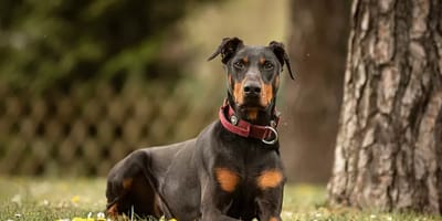 Dobermann Tyson