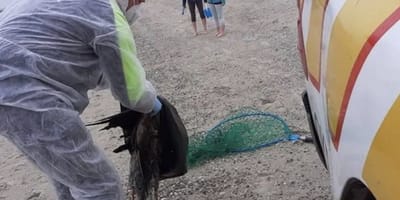 Dodelijke vogelgriep duikt op en kan gevaar vormen voor honden en katten