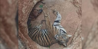 Dog and tiger in pit