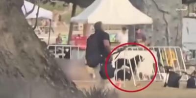 Hond op locatie van Bondi Beach aanval