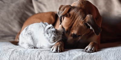 Dog breeds that get along with rabbits: Dog and rabbit in garden