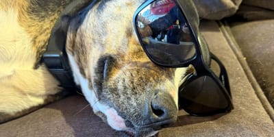 hond brandweerlieden