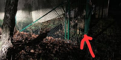 Perra encontrada tras ser abandonada en una protectora