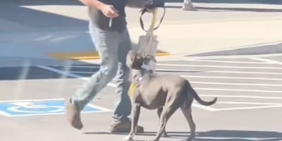 Perro delante de la protectora