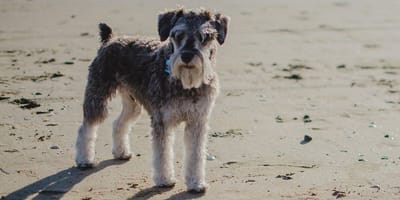 Dog on beach