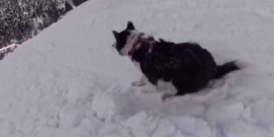 Perro en pista de esquí